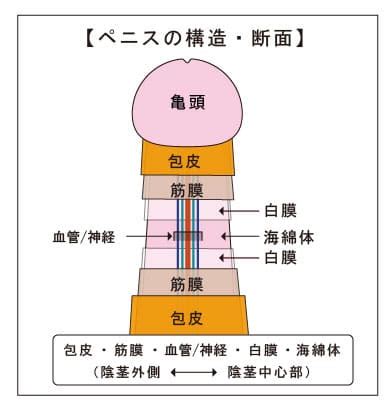 男性 生殖器|【医師監修】ペニスの構造とその役割とは？個人差は？ 